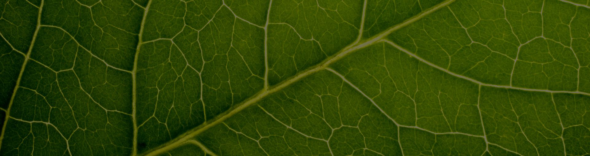 Ein Blatt in der Nahansicht