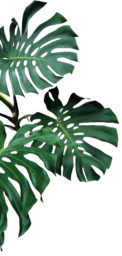 Ein Blatt von einer grünen Monstera