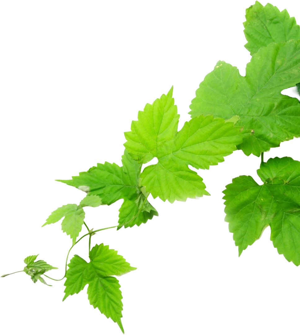 Eine grüne Rankpflanze