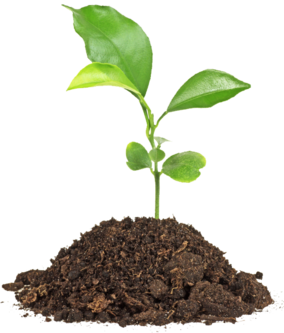 Eine kleine Pflanze, in einem kleinen Haufen Erde